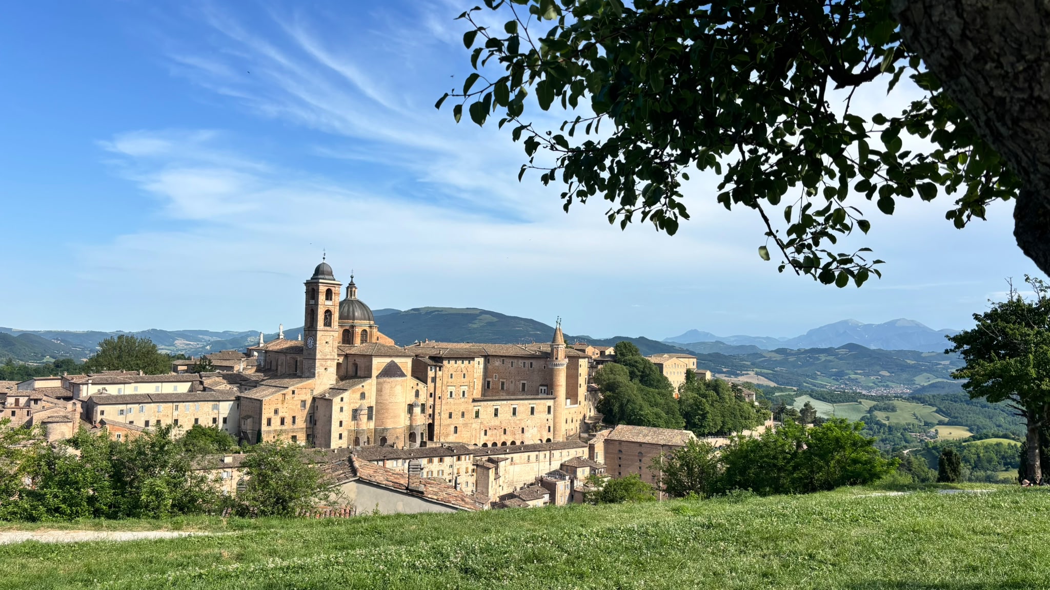 Urbino